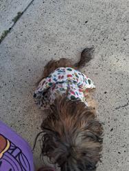 Found/Stray Female Dog last seen 2 mile and inspiration, Mission, TX 78574