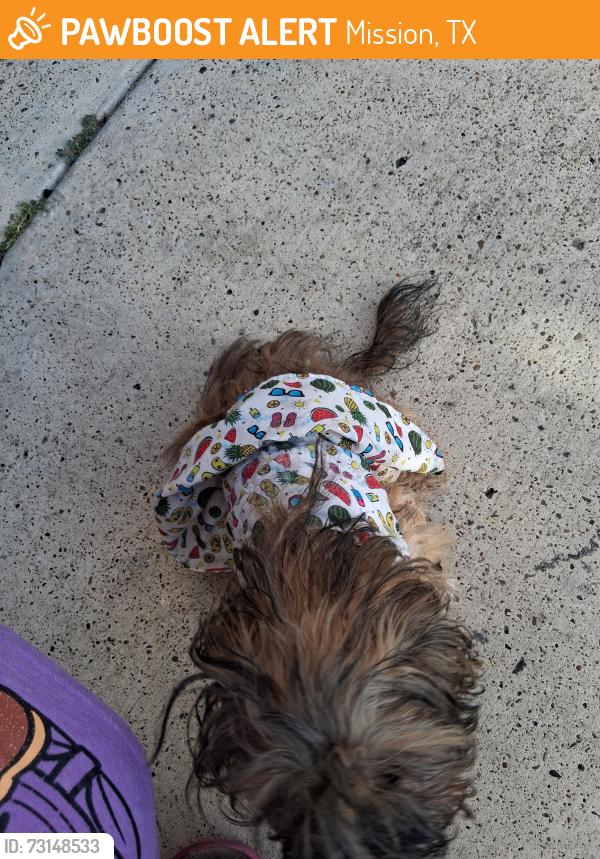 Found/Stray Female Dog last seen 2 mile and inspiration, Mission, TX 78574