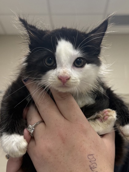 Shelter Stray Male Cat last seen Near Lucky Dan Dr, Noblesville City, IN, 10501 Hague Rd, Fishers, IN 46038, USA