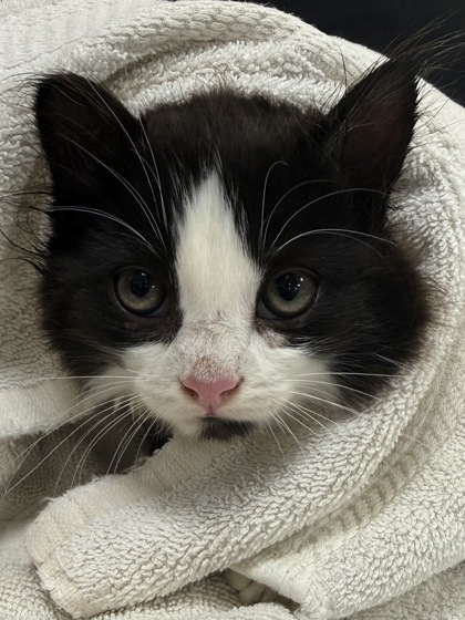 Shelter Stray Female Cat last seen Near Lucky Dan Dr, Noblesville City, IN, 10501 Hague Rd, Fishers, IN 46038, USA