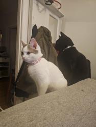 Reunited Female Cat last seen Laura Street, Clayton South, Clayton South, VIC 3169