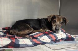 Shelter Stray Male Dog last seen Near Knollberry Lane, 30034, GA, 3280 Chamblee Dunwoody Rd, Chamblee, GA 30341, USA
