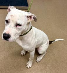 Shelter Stray Female Dog last seen Near Memorial Dr, Stone Mountain, GA 30083, 30083, GA, 3280 Chamblee Dunwoody Rd, Chamblee, GA 30341, USA