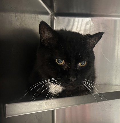 Shelter Stray Male Cat last seen , , GA, 3280 Chamblee Dunwoody Rd, Chamblee, GA 30341, USA