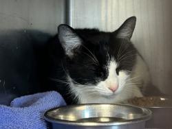 Shelter Stray Female Cat last seen , , GA, 3280 Chamblee Dunwoody Rd, Chamblee, GA 30341, USA