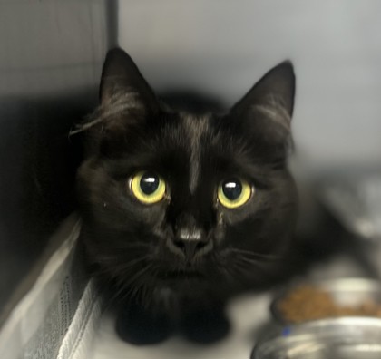 Shelter Stray Female Cat last seen , , GA, 3280 Chamblee Dunwoody Rd, Chamblee, GA 30341, USA
