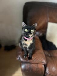 Lost Female Cat last seen margaret street, Greater Manchester, England OL6 7BQ