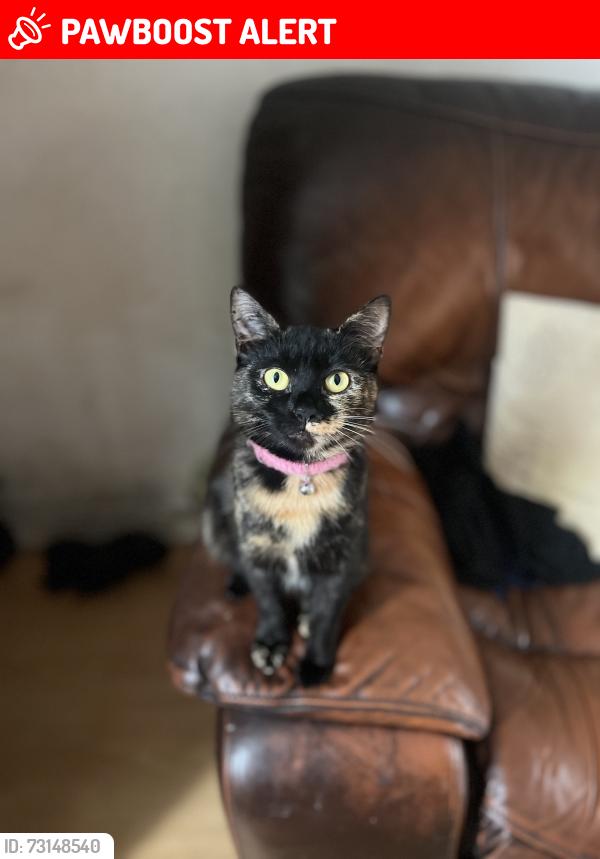 Lost Female Cat last seen margaret street, Greater Manchester, England OL6 7BQ