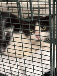 Shelter Stray Male Cat last seen Near Yellow Birch Way, Knox County ASO, TN, 3201 Division St, Knoxville, TN 37919, USA