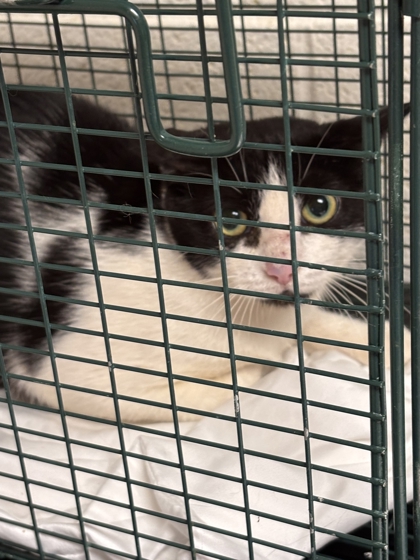 Shelter Stray Male Cat last seen Near Yellow Birch Way, Knox County ASO, TN, 3201 Division St, Knoxville, TN 37919, USA