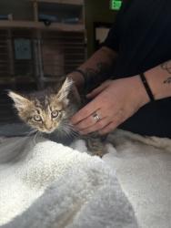 Shelter Stray Male Cat last seen Near Cassanova St, Atlanta, GA, 1251 Fulton Industrial Blvd NW, Atlanta, GA 30336, USA