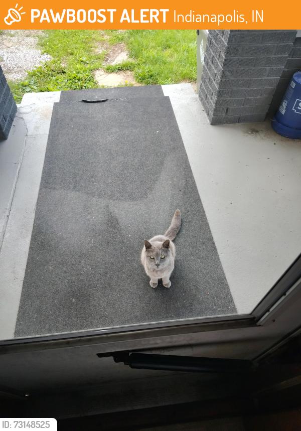 Found/Stray Female Cat last seen Roena St. & McCarty St. - off W. Washington St., Indianapolis, IN 46241
