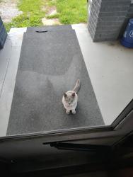 Found/Stray Female Cat last seen Roena St. & McCarty St. - off W. Washington St., Indianapolis, IN 46241