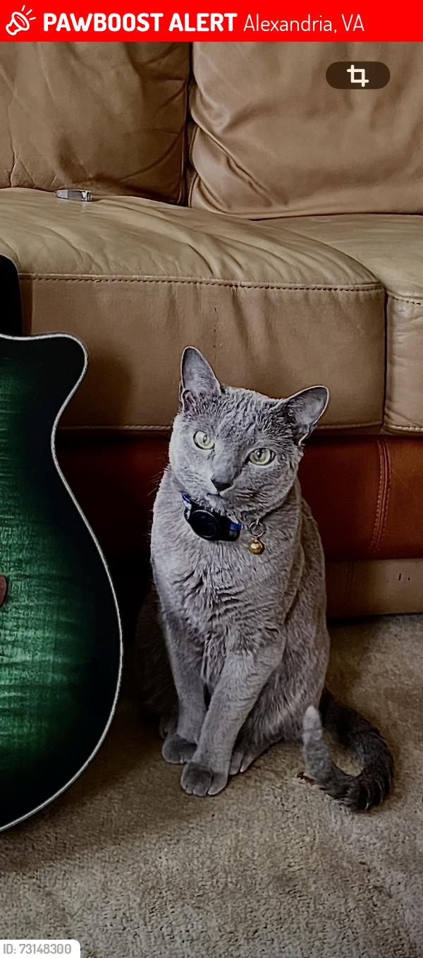 Lost Male Cat last seen French and Duke Street., Alexandria, VA 22304