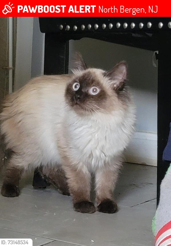 Lost Male Cat last seen 39th st north Bergen, North Bergen, NJ 07047