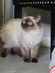 Lost Male Cat last seen 39th st north Bergen, North Bergen, NJ 07047