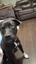 Lost Male Dog last seen Broadway Baptist Church, Fort Worth, TX 76104