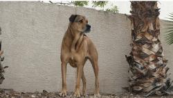 Reunited Female Dog last seen Near Park Sheridan Ln, Las Vegas, NV 89134, USA, Las Vegas, NV 89134