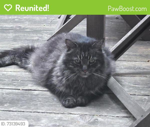 Reunited Unknown Cat last seen Ontario and sicard street, Montréal, QC H1V 1L1