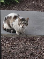Found/Stray Unknown Cat last seen Beverly Blvd & N Normandie Ave by Pizza Hut, Los Angeles, CA 90004