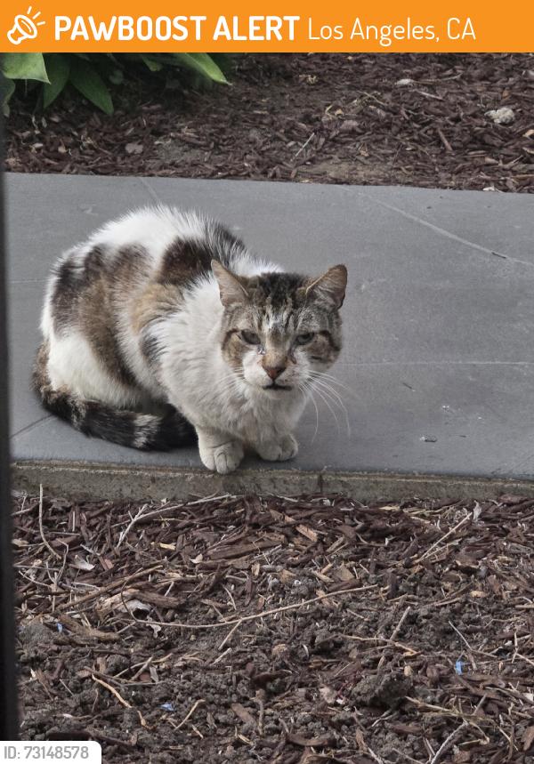 Found/Stray Unknown Cat last seen Beverly Blvd & N Normandie Ave by Pizza Hut, Los Angeles, CA 90004