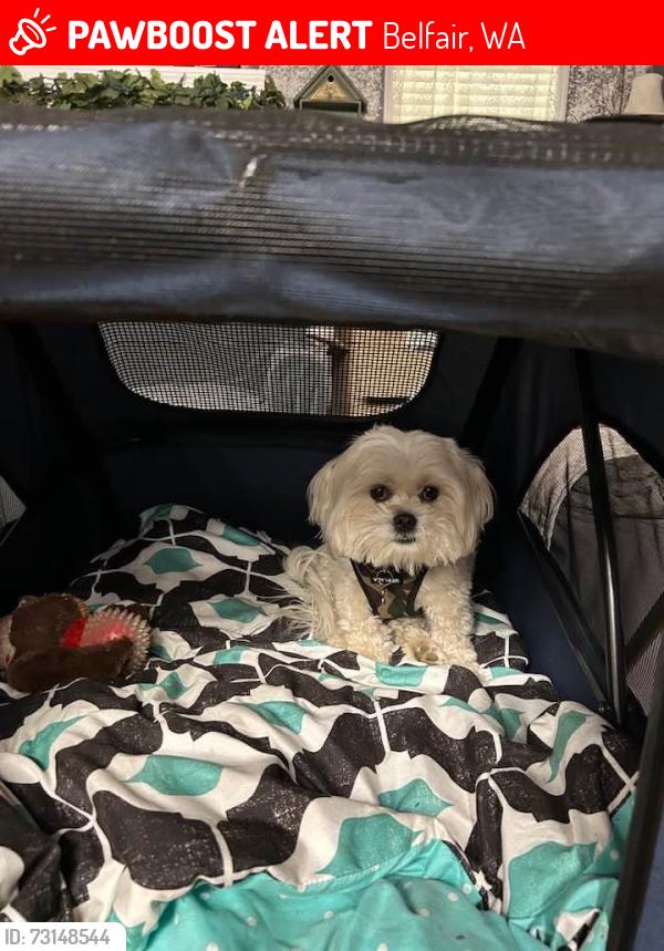 Lost Male Dog last seen Beards Cove Community, off of Sandhill Rd., Northshore Highway towards Belfair State Park., Belfair, WA 98528