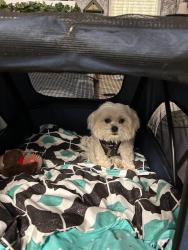 Lost Male Dog last seen Beards Cove Community, off of Sandhill Rd., Northshore Highway towards Belfair State Park., Belfair, WA 98528