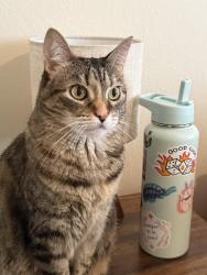 Lost Female Cat last seen Palo Duro Dr and Bull Creek Parkway, Cedar Park, TX 78613