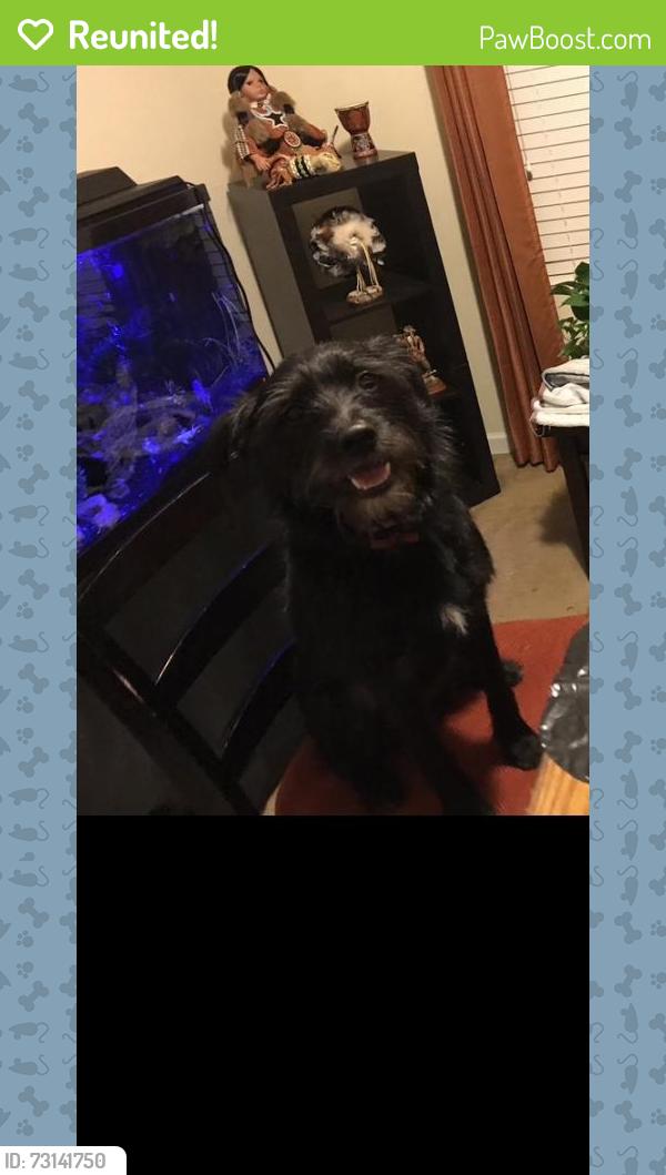 Reunited Male Dog last seen Joselynn Drive, Gastonia, NC 28054