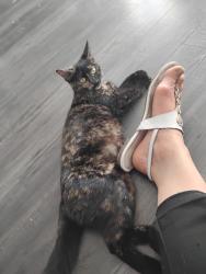 Found/Stray Female Cat last seen Near 49 street ne, Calgary, AB T1Y 2A6