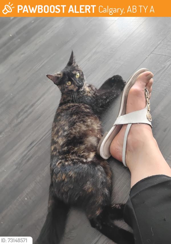 Found/Stray Female Cat last seen Near 49 street ne, Calgary, AB T1Y 2A6