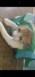 Lost Male Cat last seen S Memphis st and mobile Way, Aurora, CO 80013