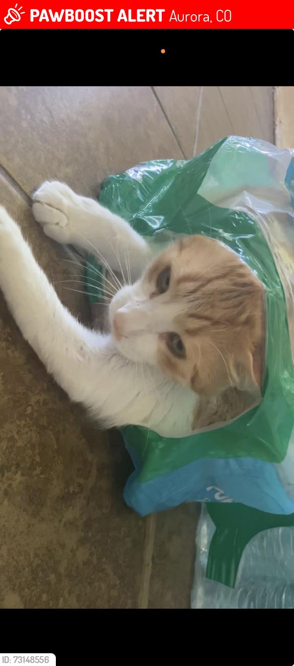 Lost Male Cat last seen S Memphis st and mobile Way, Aurora, CO 80013