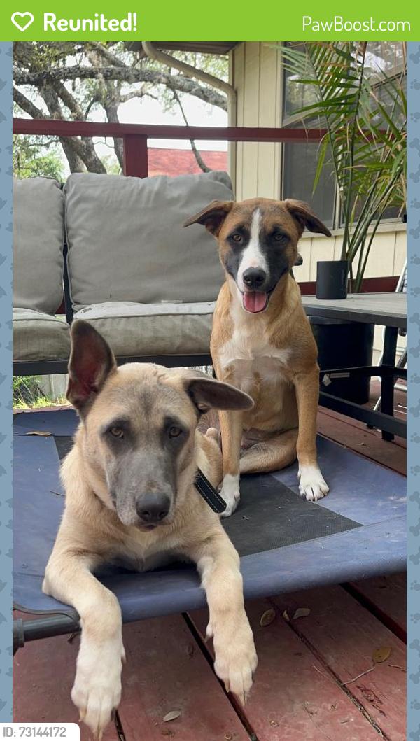 Reunited Female Dog last seen Deer River neighborhood, corner of Caribou and Fawn Creek, Spring Branch, TX 78070