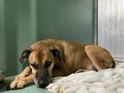 Shelter Stray Male Dog last seen 2-21 malt drive long island city NY, LONG ISLAND CITY, NY, 11101, 326 E 110th St, New York, NY 10029, USA