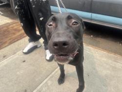 Shelter Stray Female Dog last seen Near Madison Avenue, NEW YORK, NY, 10030, 326 E 110th St, New York, NY 10029, USA