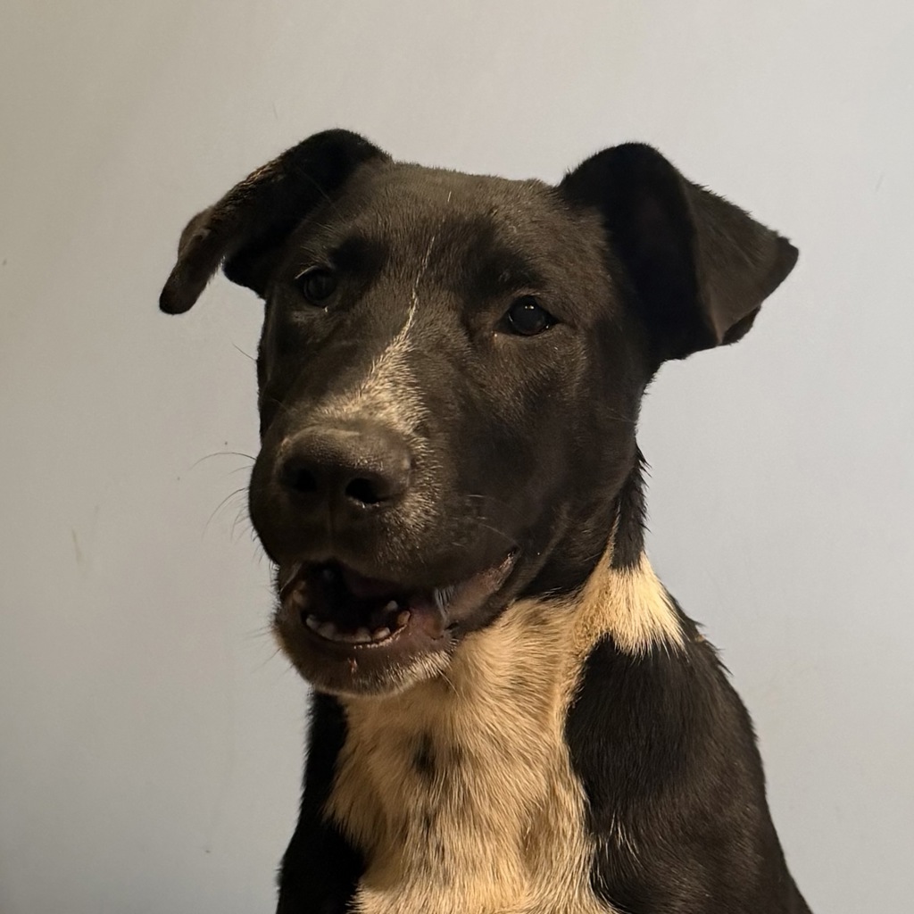 Shelter Stray Male Dog last seen 951A Heritage Road, San Diego, CA, 92154, 5500 Gaines St, San Diego, CA 92110, USA