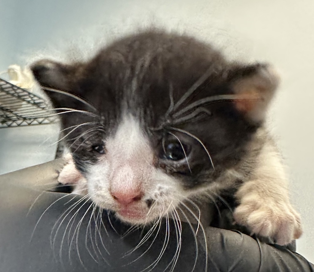 Shelter Stray Male Cat last seen Beyer Boulevard, San Diego, CA, 92154, 5500 Gaines St, San Diego, CA 92110, USA