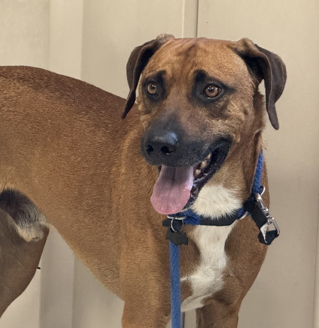 Shelter Stray Male Dog last seen Near S 1100 W, SALT LAKE CITY, UT, 84104, 511 W 3900 S, Salt Lake City, UT 84123, USA