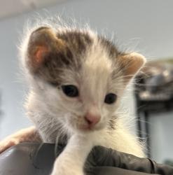 Shelter Stray Female Cat last seen Beyer Boulevard, San Diego, CA, 92154, 5500 Gaines St, San Diego, CA 92110, USA