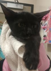Shelter Stray Female Cat last seen Near Greenfield Drive, El Cajon, CA, 92021, El Cajon, CA 92020, USA