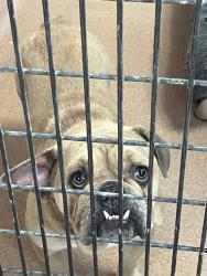 Shelter Stray Female Dog last seen Near Ocean View Boulevard, San Diego, CA, 92113, 5500 Gaines St, San Diego, CA 92110, USA
