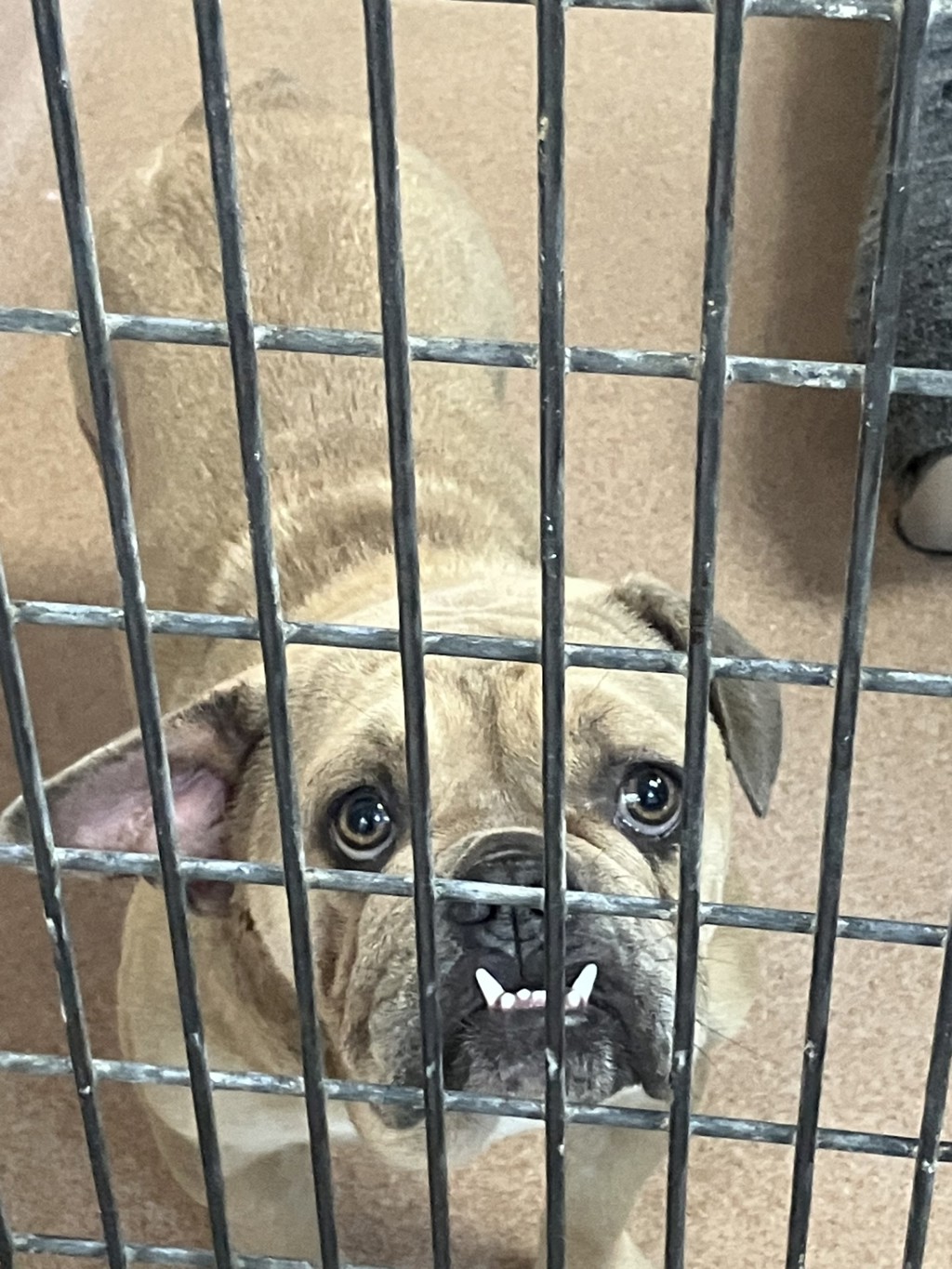 Shelter Stray Female Dog last seen Near Ocean View Boulevard, San Diego, CA, 92113, 5500 Gaines St, San Diego, CA 92110, USA
