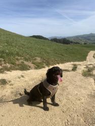 Reunited Male Dog last seen Landon ave x curtis st, Fremont, CA 94538