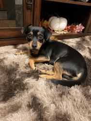 Lost Male Dog last seen Sarava Ln, Smyrna, Smyrna, TN 37167