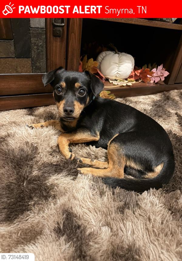 Lost Male Dog last seen Sarava Ln, Smyrna, Smyrna, TN 37167