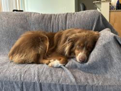 Lost Male Dog last seen Neighborhood office at Saratoga Crossing apmts, Farmington, NY 14425