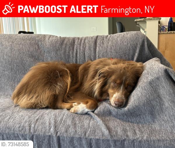 Lost Male Dog last seen Neighborhood office at Saratoga Crossing apmts, Farmington, NY 14425