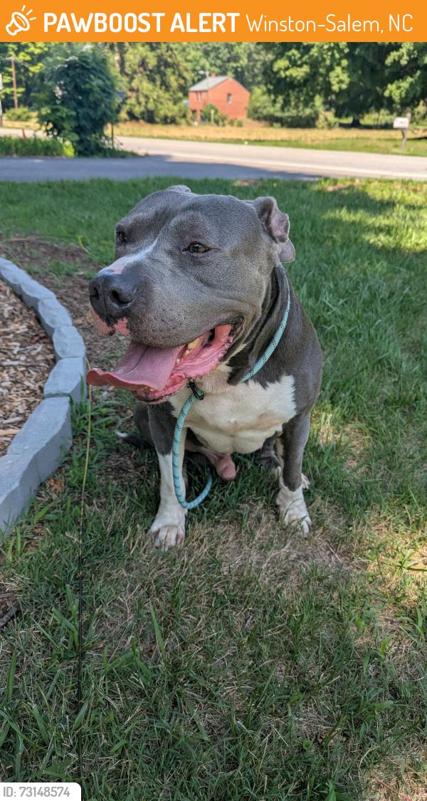 Found/Stray Male Dog last seen Kernersville Road, Winston-Salem, NC 27107