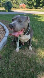 Found/Stray Male Dog last seen Kernersville Road, Winston-Salem, NC 27107